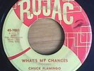 Chuck Flamingo  