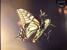 TOBIN, Amon - ISAM - Vinyl (gatefold 2xLP + free MP3 download code)