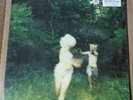 The World Is A Beautiful Place - Harmlessness Violet & White Vinyl 2x LP twiabp