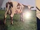 Pink floyd atom heart mother lp boxed EMI