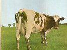PINK FLOYD ''Atom Heart Mother'' LP / HARVEST - SHVL 781 (1970) orig Fr