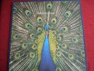 Bluetones -Expecting To Fly LP original 1st pressing vinyl plus insert from 1996