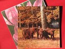 KATE BUSH - Babooshka - Polish Postcard - 7x7 - Tonpress -  