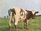 PINK FLOYD ATOM HEART MOTHER LP HARVEST UK 1970 A1/B1 NO EMI CREDIT
