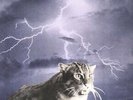 Knock Knock [LP] by Smog (Vinyl, Jan-1999, Drag City Records) new