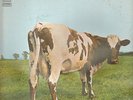 Pink floyd - Atom heart mother