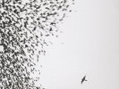 Wilco - Sky Blue Sky [Vinyl New]