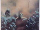 STEELY DAN: Katy Lied GERMANY White Label ABC Import NM- Super VINYL LP