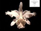 Kings Of Leon Aha Shake Heartbreaker 2x LP 180g Vinyl RI NEW