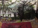 Vinyl LP - Trembling Bells - Carbeth (2016) Signed by the band members.