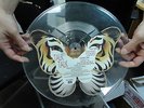 UNCUT PICTURE DISC 7