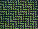 Animal Collective MERRIWEATHER POST PAVILION (EU) 180g +MP3s NEW VINYL 2 LP