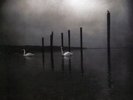 Om - Conference Of The Birds [Vinyl New]