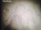 Kate Bush 50 Words Of Snow Vinyl Gatefold Double Album