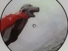 RARE QBert Super Baby Seal Picture Disc 7