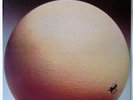 The Civil Surface (UK 1974 1st Press)  by Egg