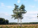 I AM OAK - our blood