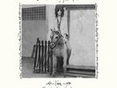 PATTI SMITH HORSES LIVE ELECTRIC LADY STUDIO 2016 RSD 12