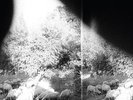 Godspeed You  Black Emperor - Asunder, Sweet and Other Distress