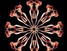 VIBRAVOID - Void Vibration -  LP (colour) KrautedMind