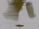 Bonnie Prince Billy Tip the Glass and Feel the Bottom 10