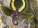 THE MOTHMEN-PAY ATTENTION (LP+MP3/REMASTERED+EXPANDED)-VINYL LP ON-U SOUND NEW