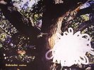 BAKRADZE - Restless - Vinyl (limited 2xLP)