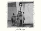 PATTI SMITH Horses Live Electric Lady Studios RSD LP LIMITED Vinyl 2016