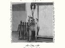 Patti Smith Horses Live Electric Lady Studios 2XLP 180 Gram Vinyl RSD 2016