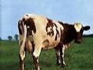 Pink Floyd / Atom Heart Mother, VINYLausgabe, **Audiophile Master Recording**