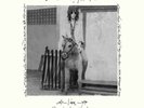 PATTI SMITH Horses Live Electric Lady Studios 12