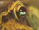 TOAD  