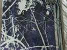 Thou Shalt Suffer - INto The Woods Of Belial Coloured VINYL ( Emperor ) NEU