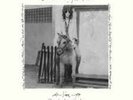 PATTI SMITH - Horses Live at Electric Lady Studios (Sealed LP NEW)