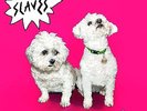 Slaves - Are You Staisfied? (Vinyl LP / Album) (New)