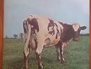 PInk floyd / atom heart mother Japan odeon issue w/insert