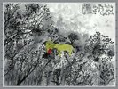 The John Lurie National Orchestra - Invention of Animals
