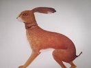 BUNYAN, Vashti - Lookaftering - Vinyl (gatefold LP)