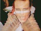 ADAM AND THE ANTS 