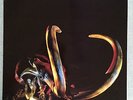 Mammut s/t LP Kraut Vinyl Reissue Little Wing