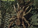 THE WEB - THERAPHOSA BLONDI - NEW