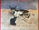 ANTONIO ADOLFO VIRALATA LP 1979 BRAZIL ORIGINAL  ARTEZANAL - - BOSSA SOUL BREAKS