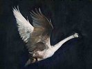 FOY VANCE - WILD SWAN (180GM) NEW VINYL