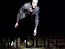 ICARUS LINE - WILDLIFE (BONUS TRACK) NEW VINYL