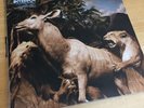 Interpol Our Love to Admire 2xLP Import Gatefold 2007 Capitol 094639624812