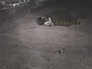 ZORN,JOHN-NAKED CITY  VINYL LP NEUF
