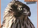 Blackfoot - Marauder [Vinyl New]