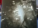 Yeah Yeah Yeahs- Is Is 7