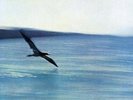 Chick Corea - Return To Forever [Vinyl New]