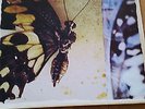 Moonspell - The Butterfly Effect Vynil